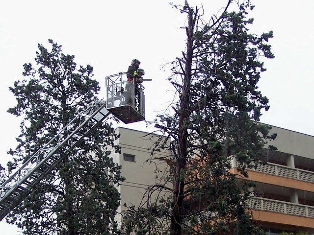 Seregno: cipresso pericolante,i vigili del fuoco lo tagliano