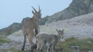 Con lo stambecconel parco delle Orobie