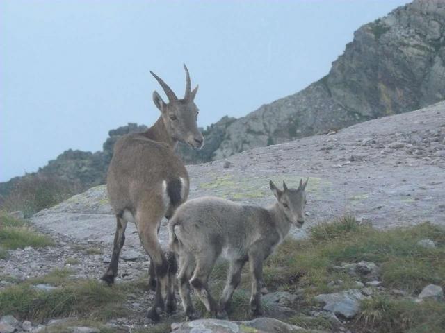 Con lo stambecconel parco delle Orobie