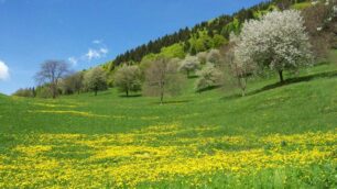 Torna «Le Erbe del Casaro»Una mostra e tante attività