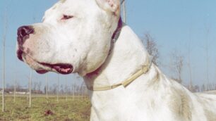 Solaro, un cane semina terroreRaccolta firme tra i residenti
