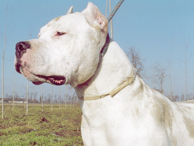 Solaro, un cane semina terroreRaccolta firme tra i residenti