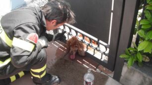 Un cocker incastrato nel cancelloDevono intervenire i pompieri