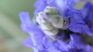 Fotografia naturale: in mostrale opere di Piero Ferrario