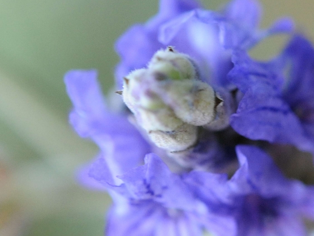 Fotografia naturale: in mostrale opere di Piero Ferrario