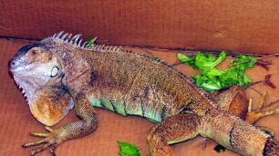 Soccorsi per l’iguana sull’alberoLissone, caccia grossa in Brianza