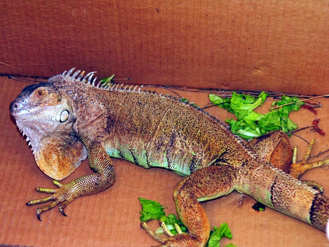 Soccorsi per l’iguana sull’alberoLissone, caccia grossa in Brianza