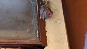 Invasione di topi nel condominioResidenti esasperati a Brugherio