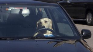 Cane in auto sotto un sole cocentePadrone al bar: multa di 150 euro