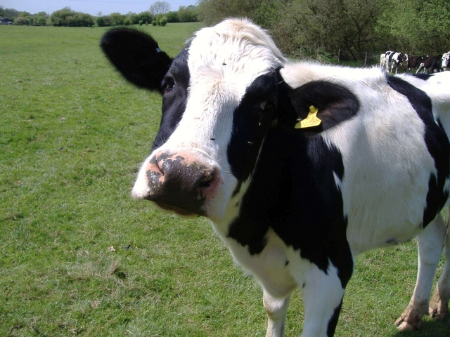 «Veganch’io» sì tu sì a VimercateTre giorni bio con Oltre la specie