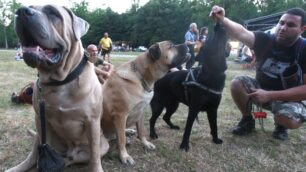 In tremila al «Monza for Animals»Raccolta fondi per i cuccioli