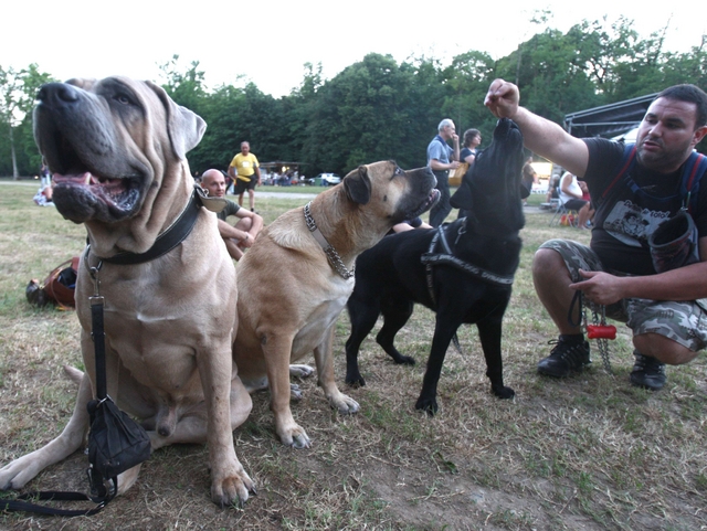 In tremila al «Monza for Animals»Raccolta fondi per i cuccioli