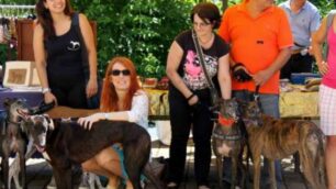 Macherio: sei greyhound adottatidall’associazione <Sos Levrieri>