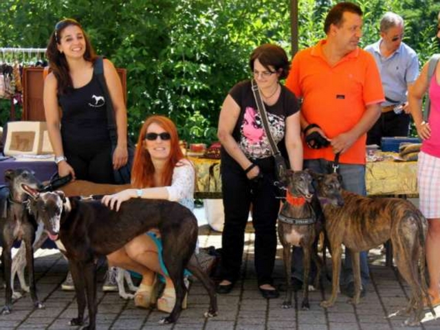 Macherio: sei greyhound adottatidall’associazione <Sos Levrieri>