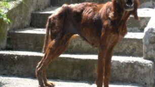Cane maltrattato e abbandonatoIl proprietario è stato denunciato