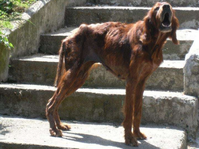 Cane maltrattato e abbandonatoIl proprietario è stato denunciato