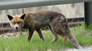 Renate, strage di polliSotto accusa le volpi