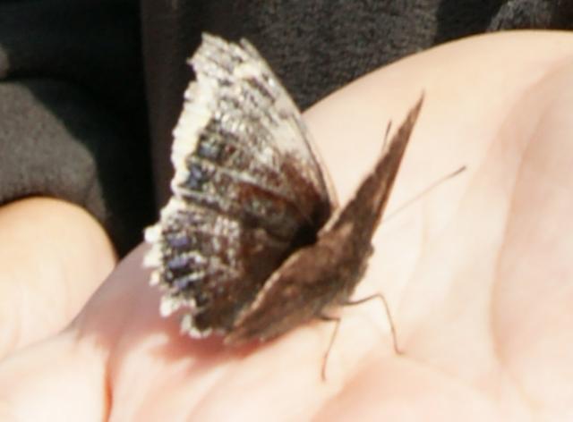 A caccia di farfallesul monte Arera