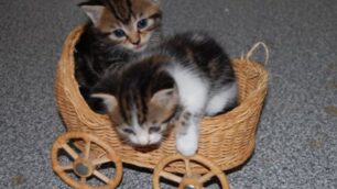 Emergenza mici al gattile EnpaA Monza è boom di abbandoni