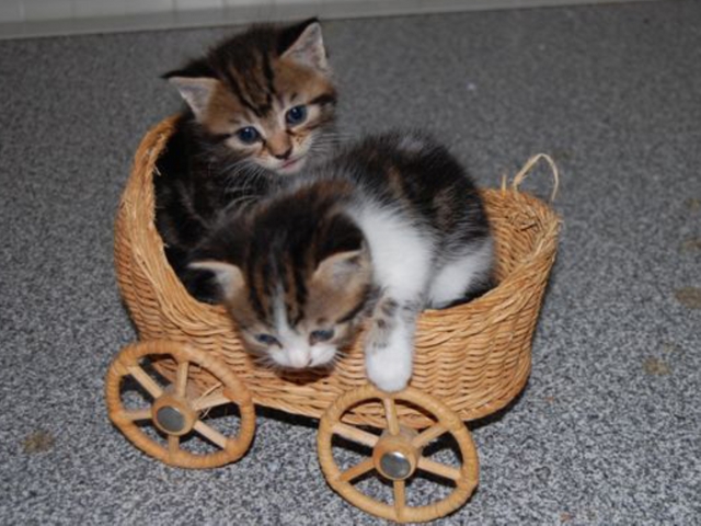 Emergenza mici al gattile EnpaA Monza è boom di abbandoni