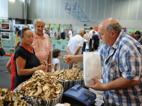 Funghi, una vera passione:mostra fino al 15 a Villa d’Ogna