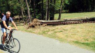 Tromba d’aria alla Porada:alberi spezzati e danni a ditta