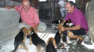 Quindici cuccioli di Green Hillcoccolati all’asilo di Paderno