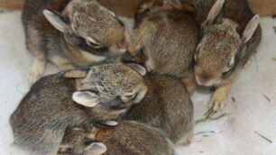 Sei cuccioli di lepre e un riccioI salvataggi delle eco-guardie