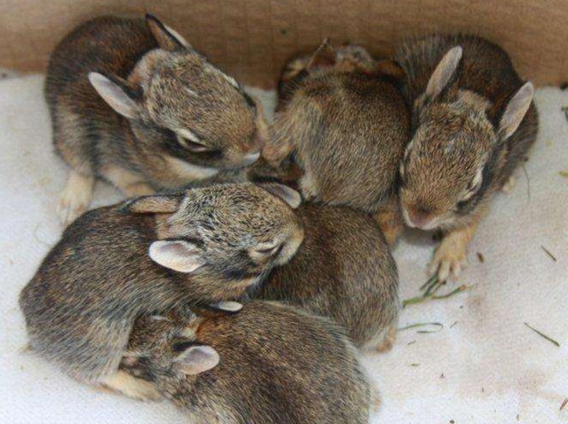 Sei cuccioli di lepre e un riccioI salvataggi delle eco-guardie