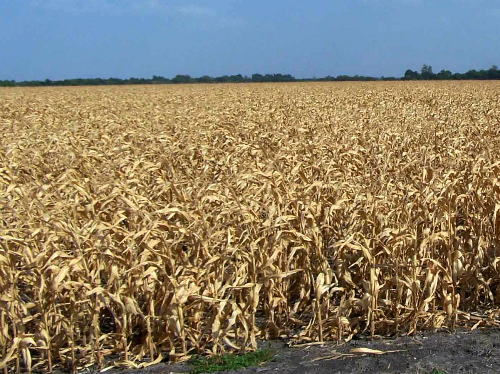 Vimercate, agricoltori in allarme«Pronti a chiedere la calamità»