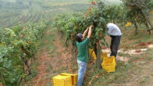 Troppo caldo, la vendemmia va koPoco vino, mai così male dal 1950