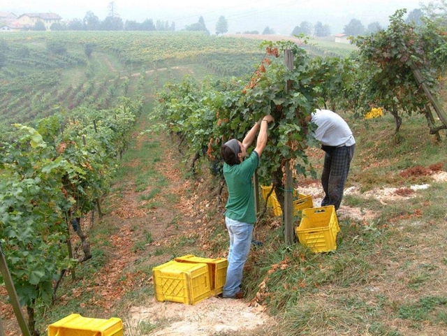 Troppo caldo, la vendemmia va koPoco vino, mai così male dal 1950