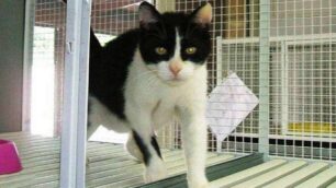 Salvati dal canile-lager di LentateDodici gatti cercano una casa