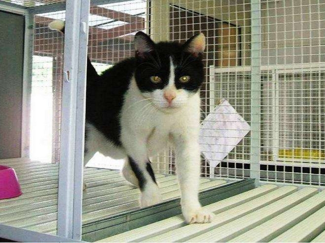 Salvati dal canile-lager di LentateDodici gatti cercano una casa