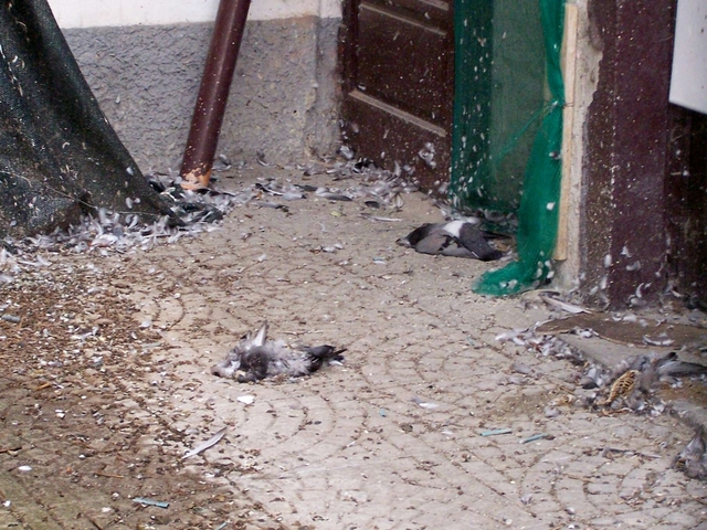 Seregno: in corso del popolotorna l’incubo dei piccioni