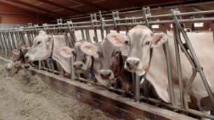 La mangiatoia costa un occhioCarne e latte valgono come l’oro
