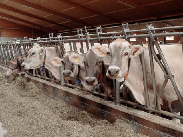 La mangiatoia costa un occhioCarne e latte valgono come l’oro