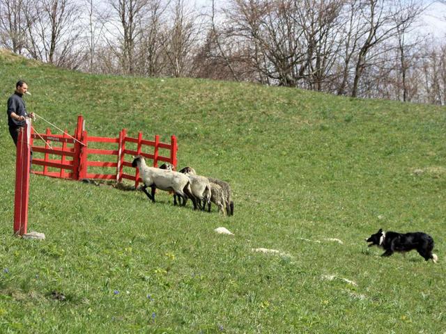 Sheepdog a Valcavail 15 e 16 settembre