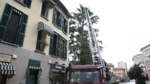 Monza, un fulmine in pieno centroColpito un cedro lungo il Lambro