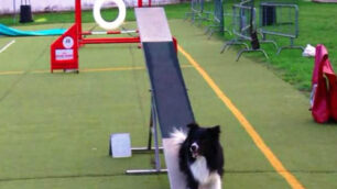 Monza ai Dog olympic gamesC’è la squadra del Corona ferrea