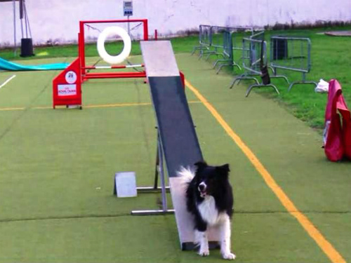 Monza ai Dog olympic gamesC’è la squadra del Corona ferrea