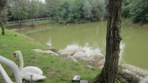 Sovico: topi di fogna, allarmeInfestato il laghetto Belvedere
