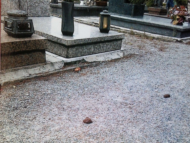 Muggiò: petizione contro i cani«Basta ai bisognini al cimitero»