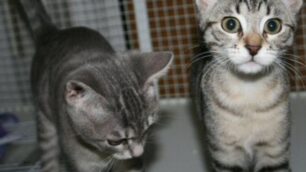 Accumulo di animali in casaIn Brianza cresce la malattia
