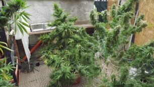 Coltivavano marijuana nel boscoSequestro e due arresti a Omate