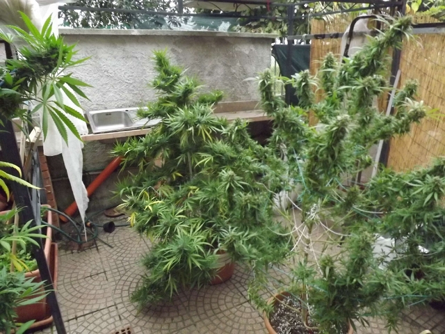 Coltivavano marijuana nel boscoSequestro e due arresti a Omate