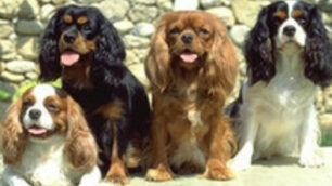 La bellezza si fa a 4 zampeA Chiuduno cani in mostra