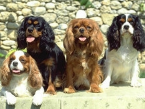 La bellezza si fa a 4 zampeA Chiuduno cani in mostra