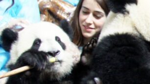 Ylenia Vimercati vola a ChengduSarà l’ambasciatrice dei panda