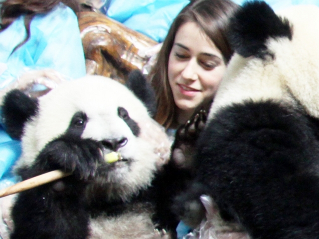 Ylenia Vimercati vola a ChengduSarà l’ambasciatrice dei panda